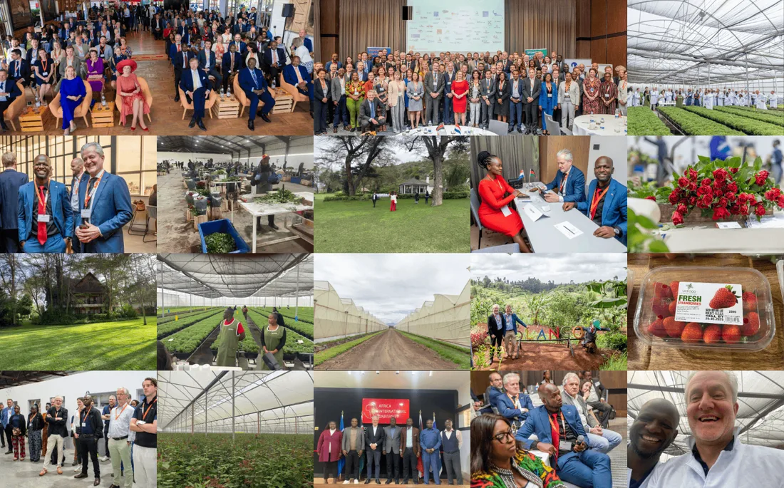 Photos from the 2025 Netherlands–Kenya trade mission: greenhouse rows, harvested roses and strawberries, and the RESULD delegation on site